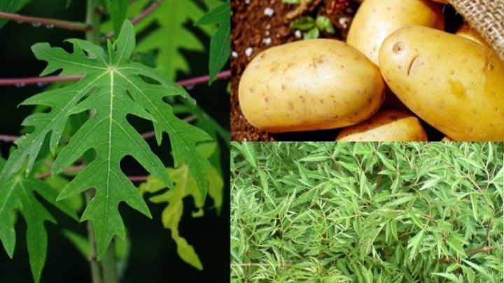 Dùng lá đu đủ, khoai tây và đinh lăng để trị khi bị viêm da cơ địa